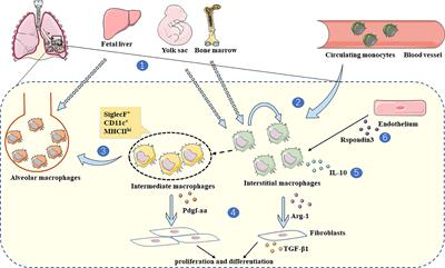 The emerging roles of interstitial macrophages in pulmonary fibrosis: A perspective from scRNA-seq analyses